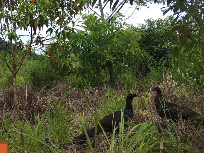 A FAUNA COMO BIOINDICADOR DE QUALIDADE AMBIENTAL