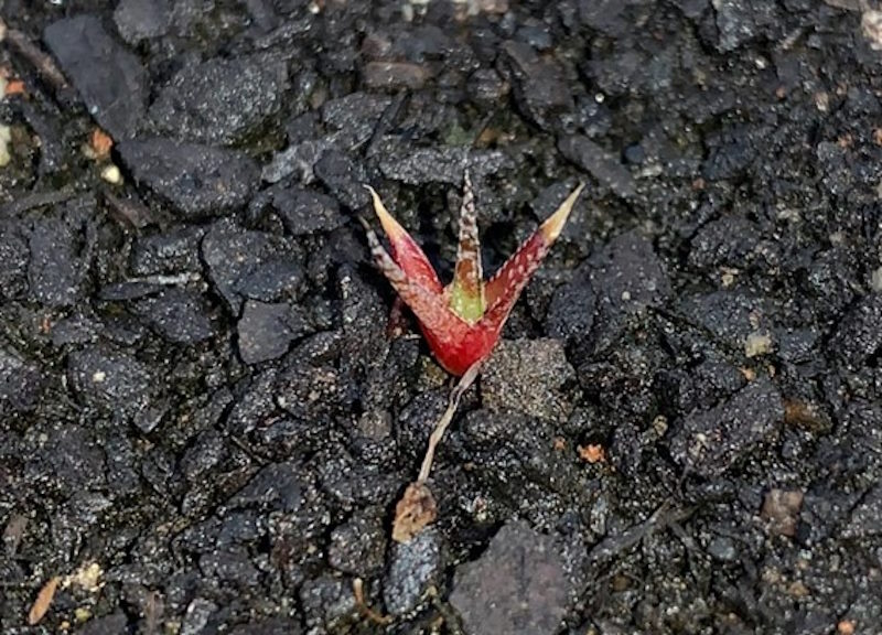 CIENTISTAS ESTUDAM TÉCNICAS PARA PROPAGAR PLANTAS RARAS DE MG