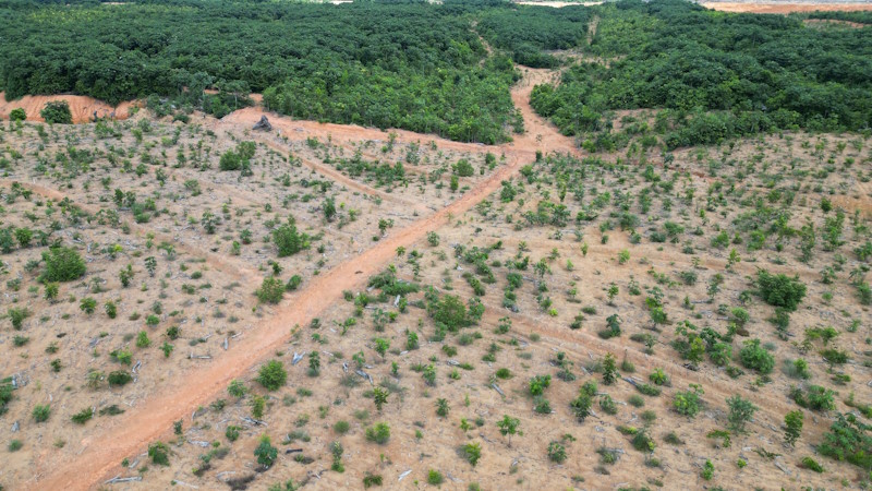 MRN REFLORESTA MAIS DE 320 HECTARES EM 2023