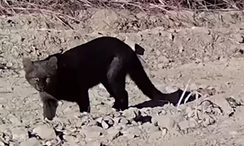 GATO-MOURISCO É REGISTRADO NO LEGADO VERDES DO CERRADO