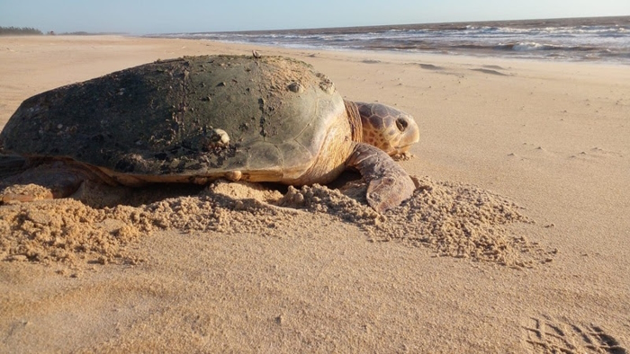 tartaruga-na-areia
