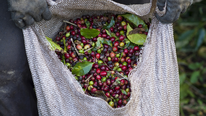 Projeto Café Caparaó: programa de capacitação voltado a produtores rurais e comunidades da região