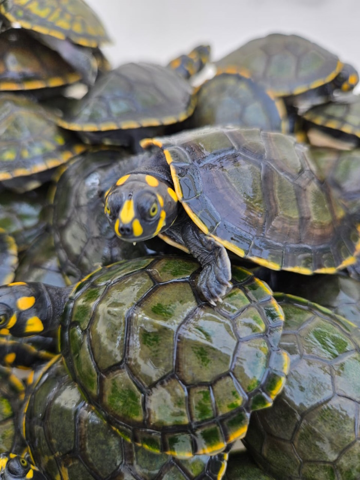 Projeto Pé de Pincha, para conservação de quelônios - Foto: MRN Divulgação