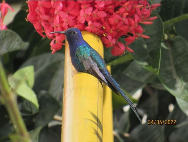 JACOBINA FORTALECE COMPROMISSO COM A BIODIVERSIDADE NA CAATINGA