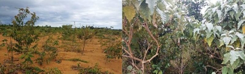 RESTAURAÇÃO DA BIODIVERSIDADE