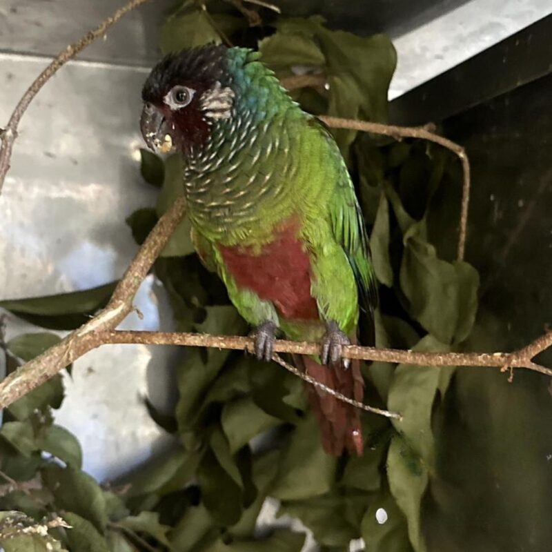 CETRAS BAMIN RESGATA E REABILITA TIRIBA DE ORELHA BRANCA