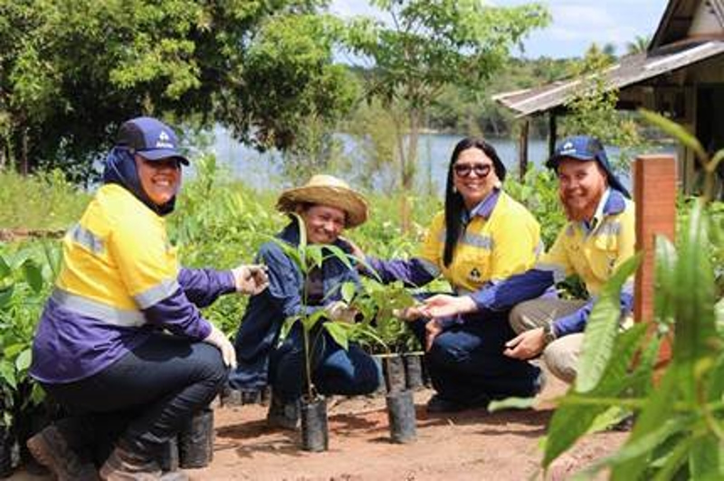 JURUTI TERÁ PLANTIO RECORDE DE 344 MIL MUDAS