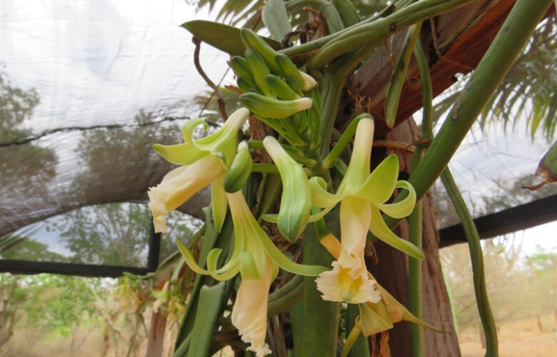 LEGADO VERDE DA INB REGENERA O SERTÃO BAIANO