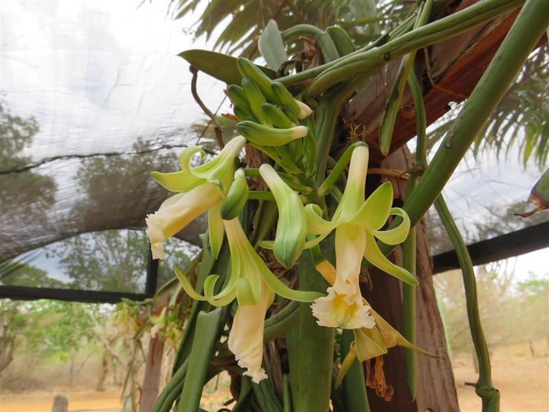 LEGADO VERDE DA INB REGENERA O SERTÃO BAIANO