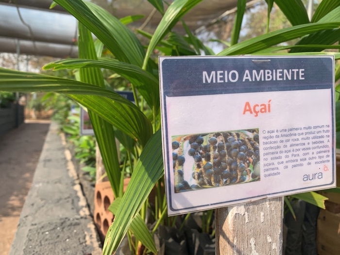 mudas Apoena